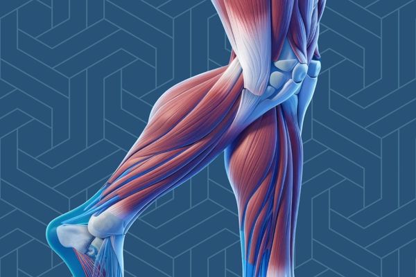 Lower Body Muscle & Tendon Injury Rehabilitation